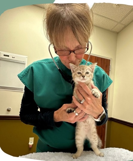 Dr McManis with feline patient